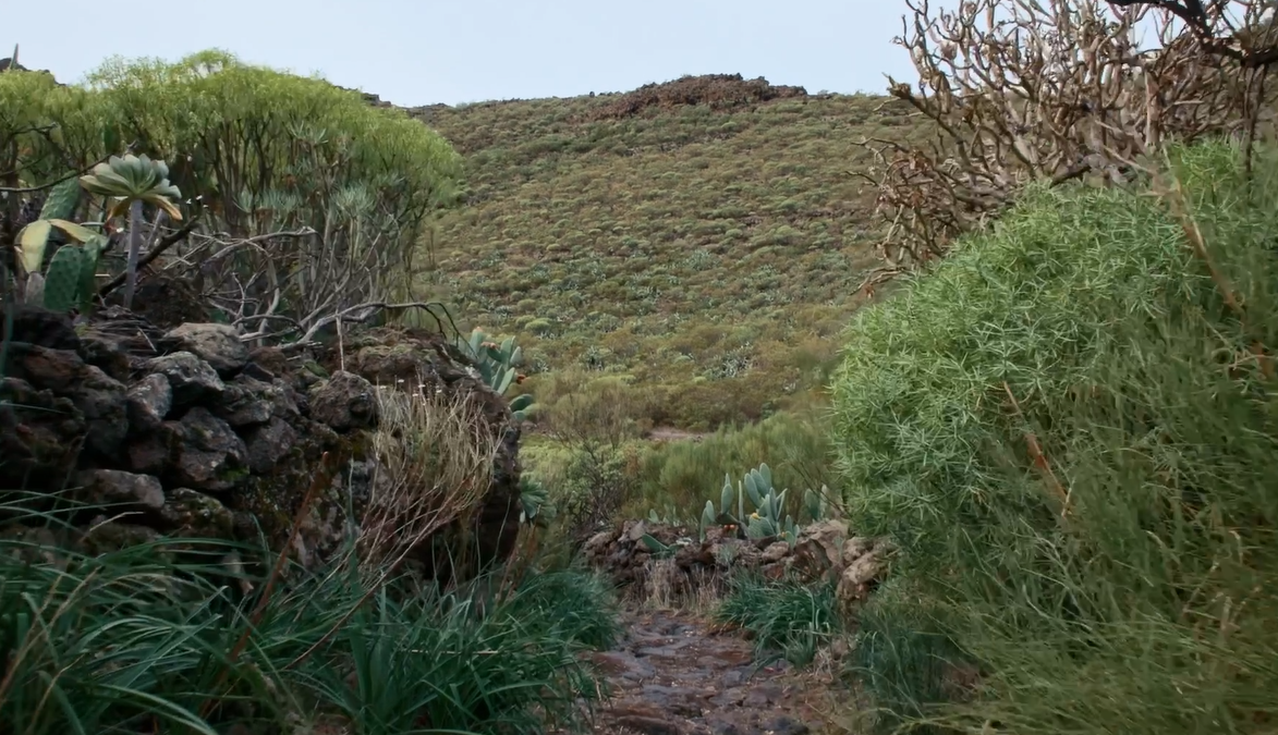 Rutas de Senderismo en Tenerife